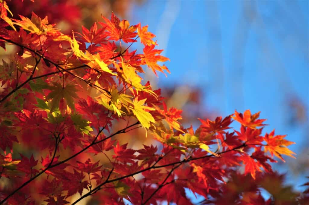 close up of autumn leaves in Ohara, Kyoto