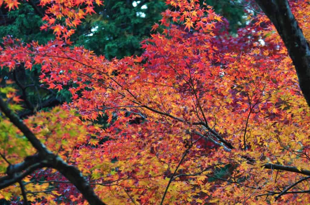 autumn leaves Momiji at Sanzen-in Temple, Ohara