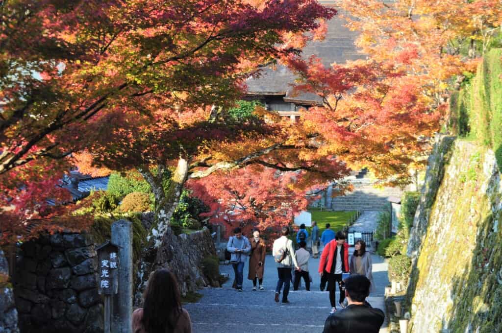 Japanese maple leaf tunnel in Ohara