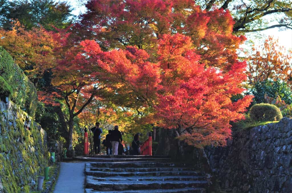 Japanese autumn leaves in Ohara, kyoto
