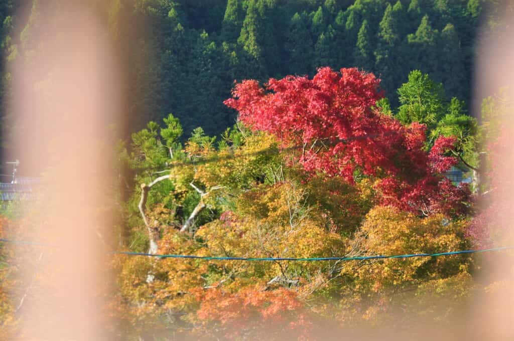 autumn leaves in kyoto