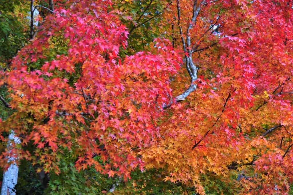 Horaku-en garden and its autumn leaves in  kyoto