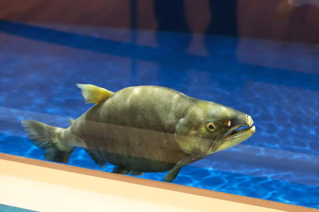 kunimasu trout at the Tazawako museum in Semboku