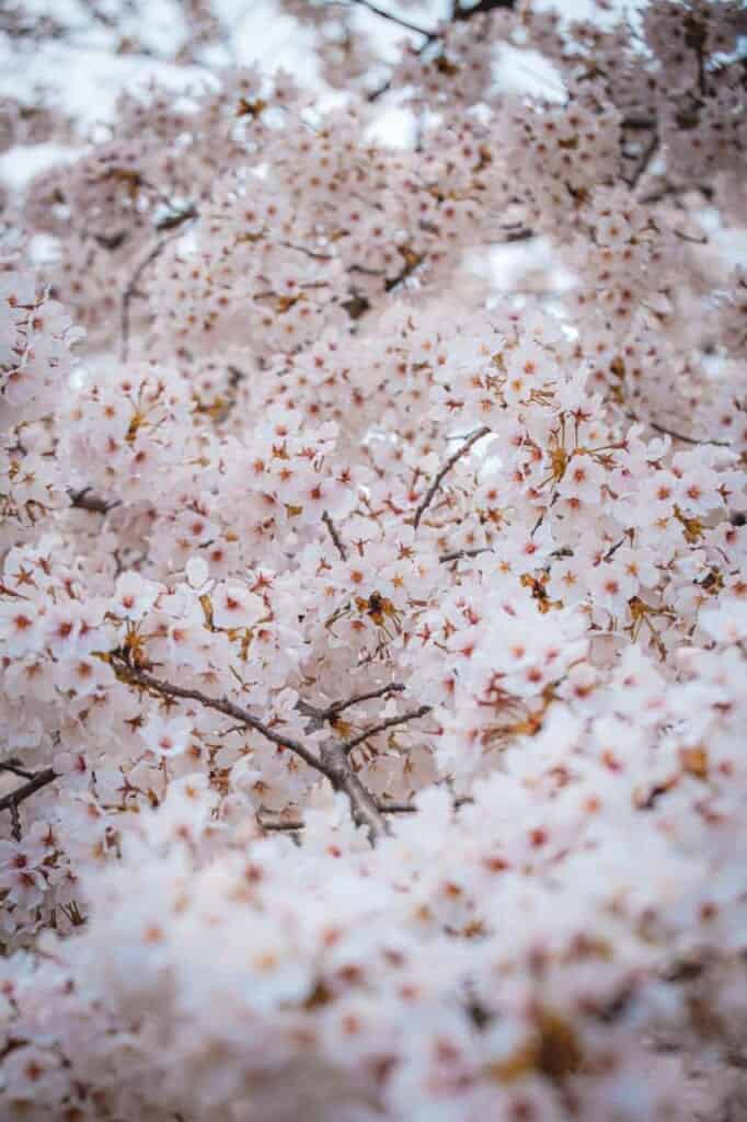 Detail of pink cherry blossoms in Japan