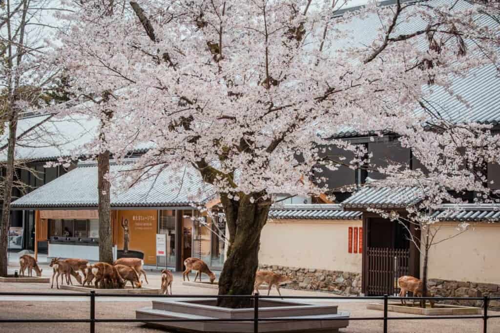 deer grazing near a cherry blossom tree in Nara in japan
