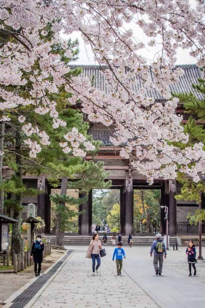 cherry blossom in front of todaiji temple in japan