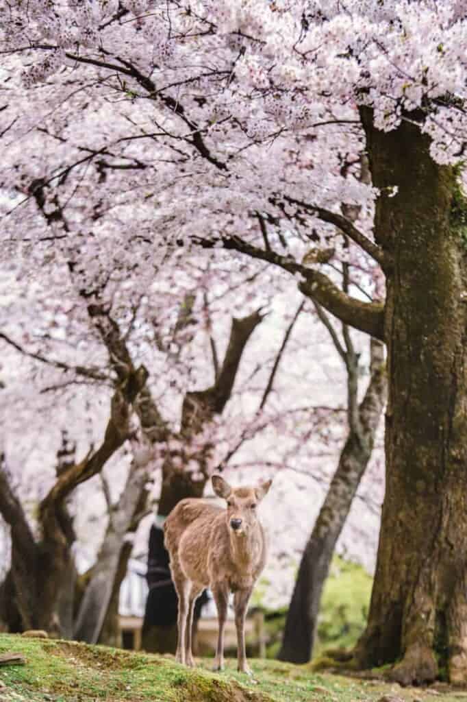 a deer under cherry blossom trees in nara