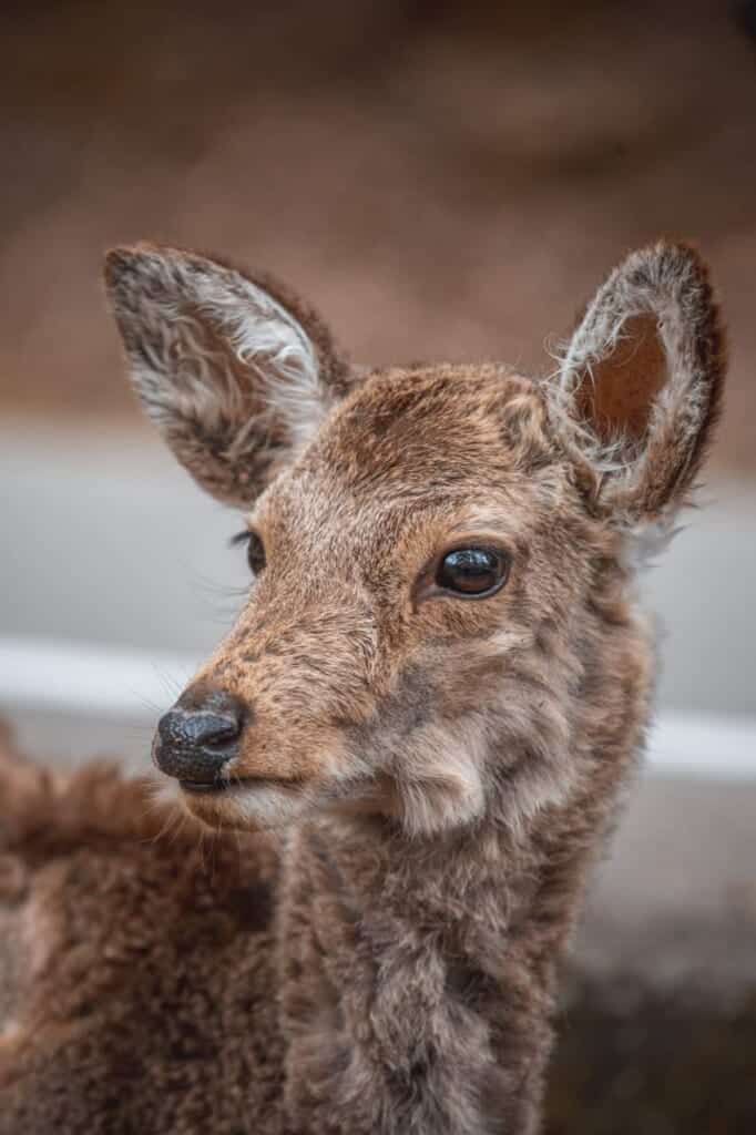 close-up of a deer