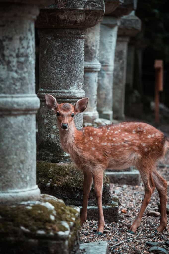 a deer among stone lanterns