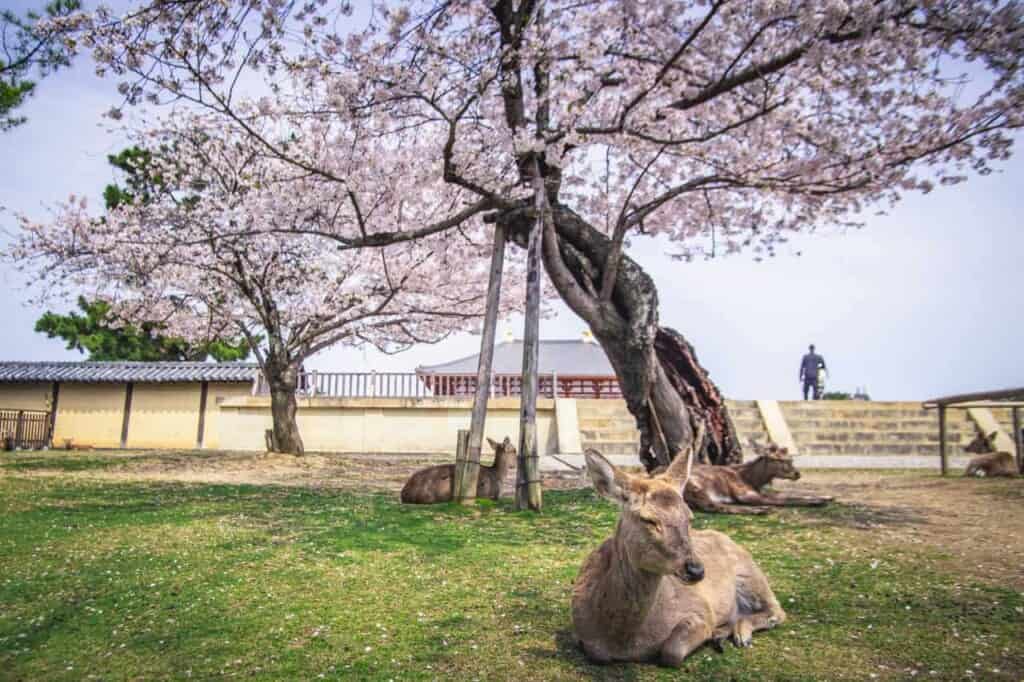 some deer resting under cherry blossom trees in nara