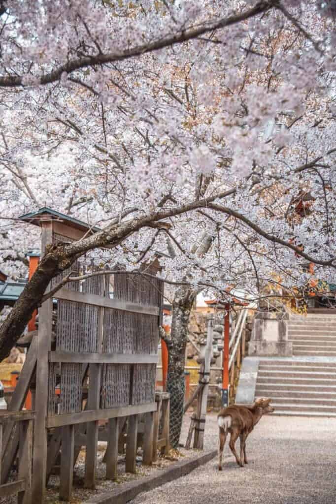 deer under cherry blossom trees in a shrine in nara