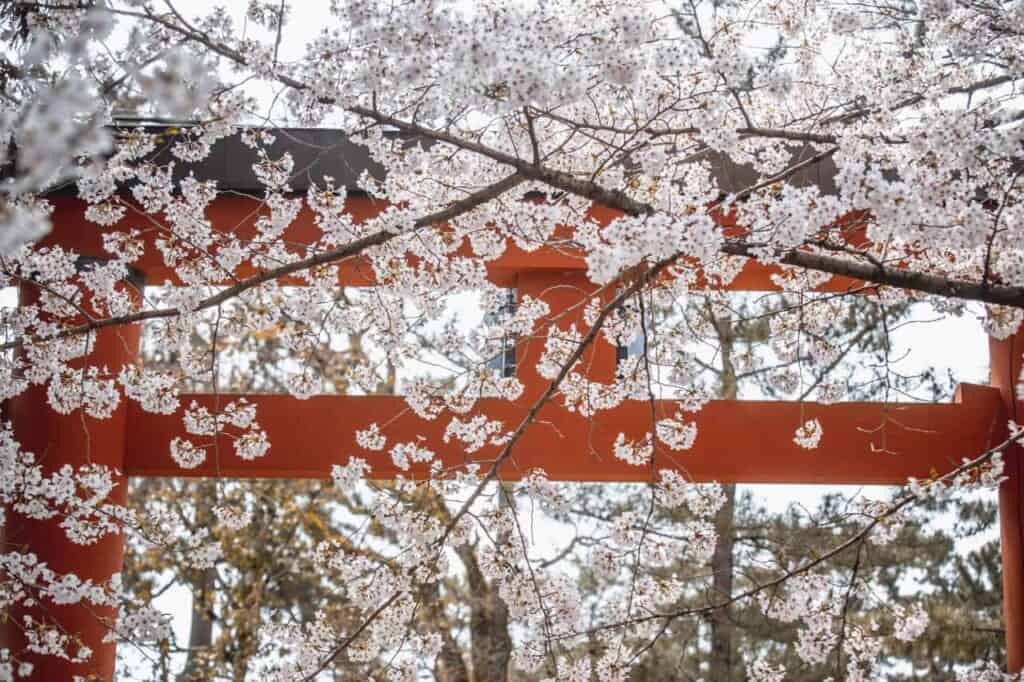 torii gate hidden behind cherry blossoms in  japan
