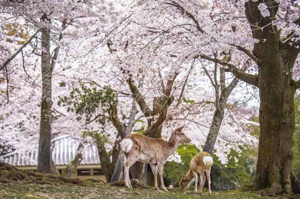 two deer under cherry blossom trees in nara, japan