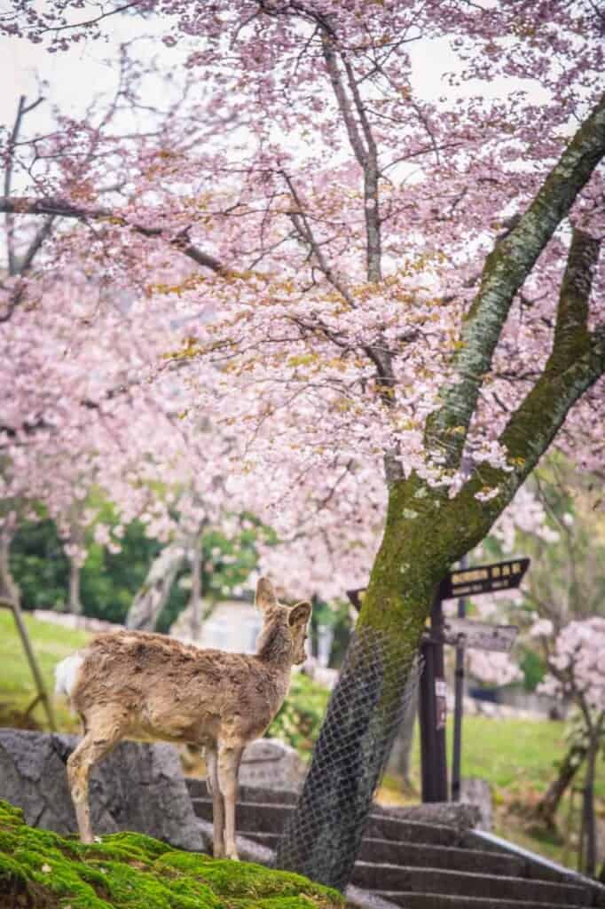 a deer under cherry blossom trees in nara