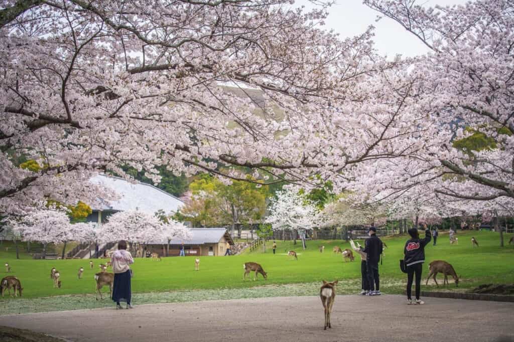 deer and visitors under cherry blossom trees in nara