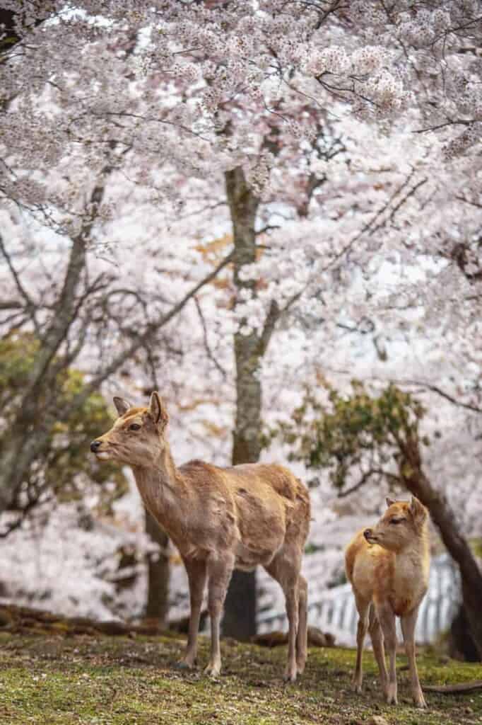 two deer in nara during spring