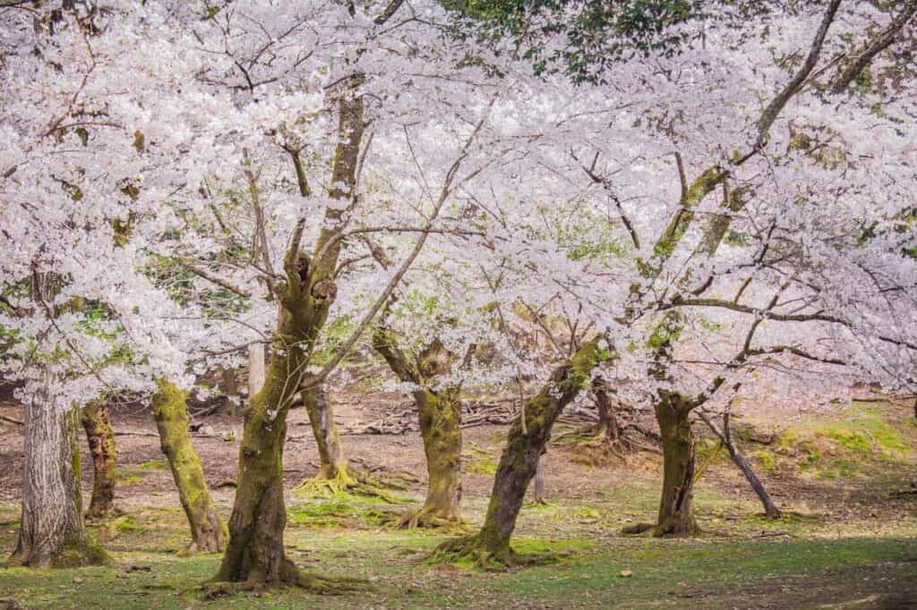 sakura trees in japan