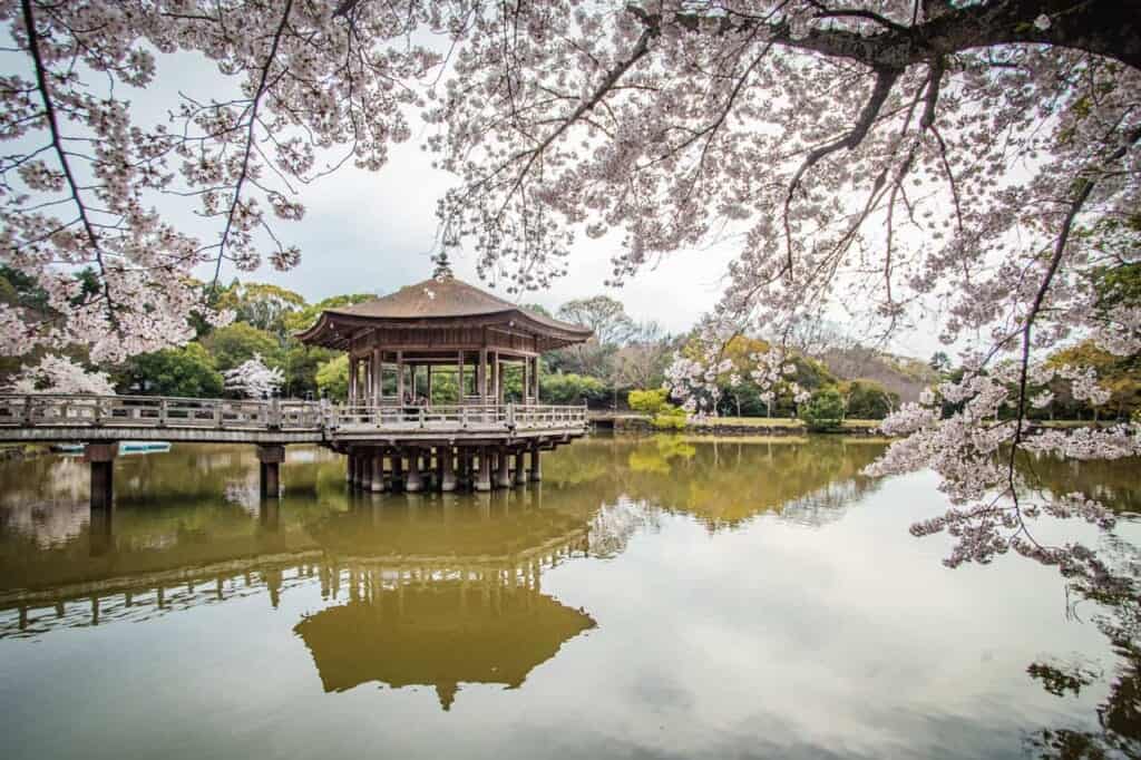 ukimido pavilion amidst cherry blossoms in nara
