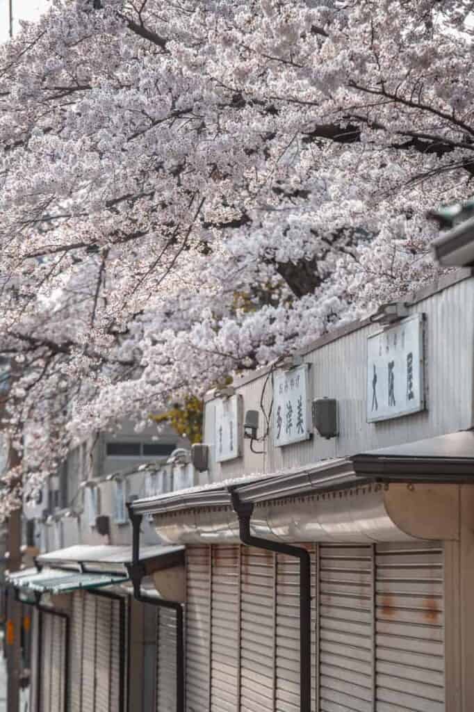 detail of cherry blossom trees on sanjodori street in nara