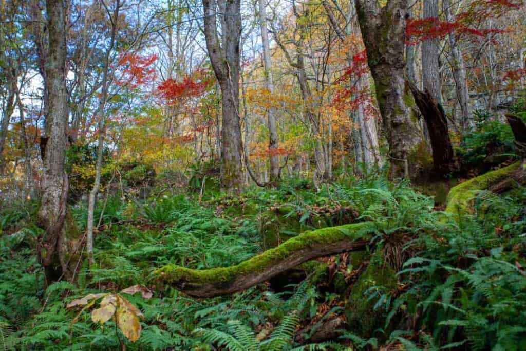 fall colors in Tohoku along hiking trail in Japan
