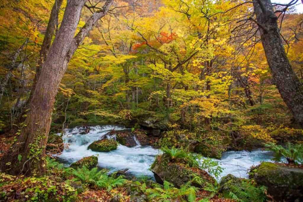 oirase stream and fall colors in  Tohoku, Japan