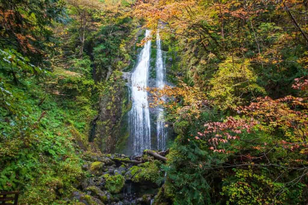 Japanese waterfall with autumn fall colors