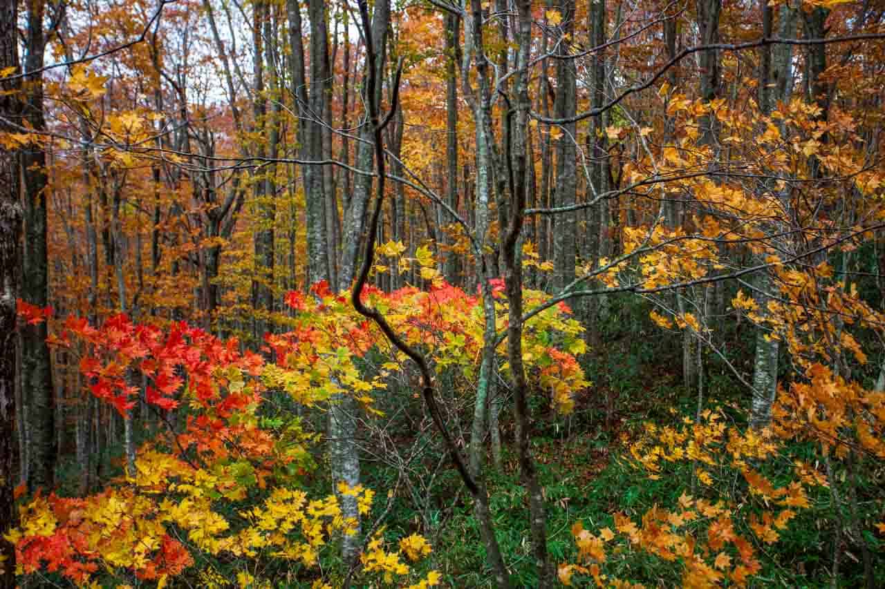 Here are the Best Autumn Foliage Spots to Visit in Tohoku