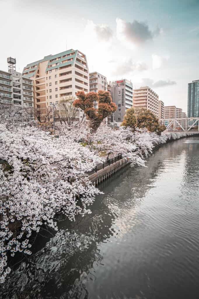cherry blossoms in sakuranomiya, osaka