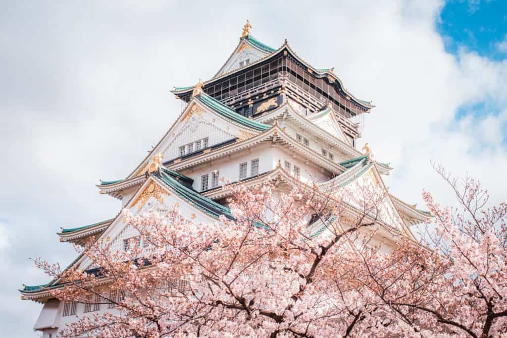 sakura tree under osaka castle
