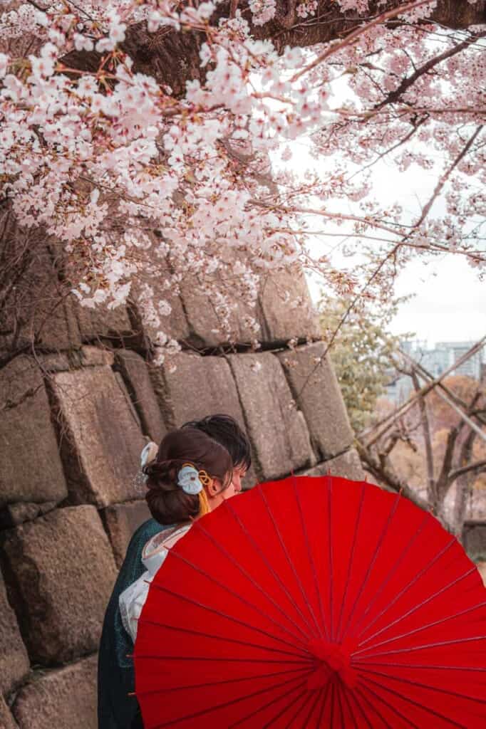 a couple with a red umbrella under cherry blossoms in japan