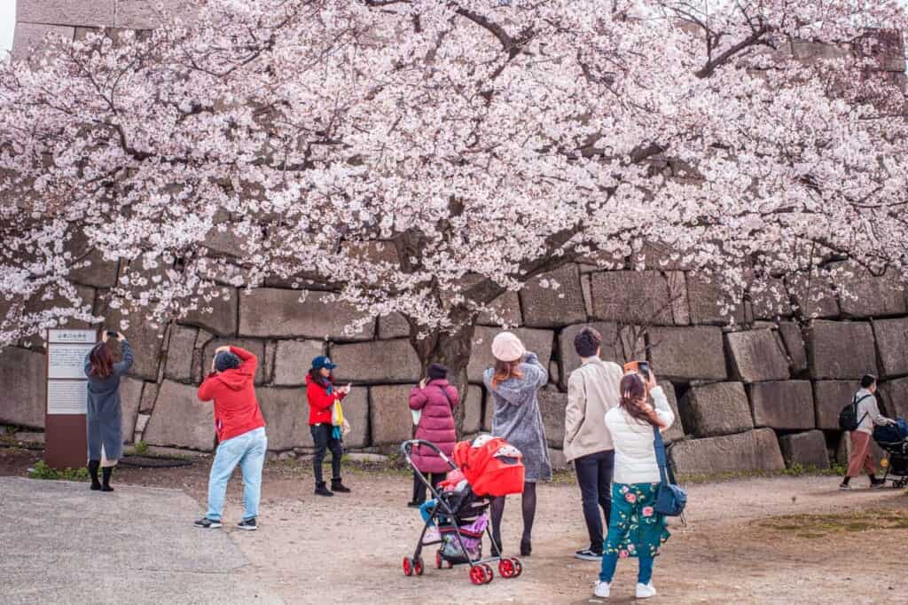 people taking pics and admiring the sakura trees in osaka castle, japan
