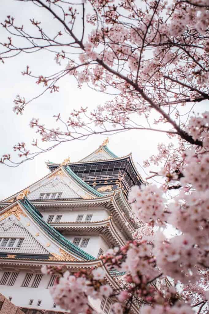 osaka castle surrounded by cherry blossoms