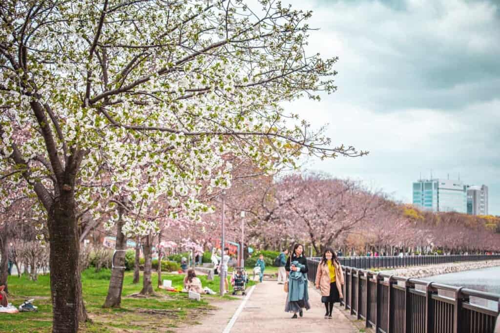 row of cherry blossom trees at osaka castle