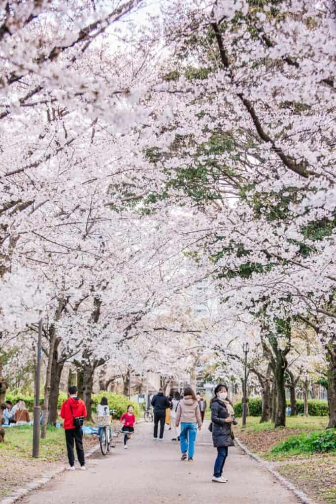 people walking under a tunnel of cherry blossoms