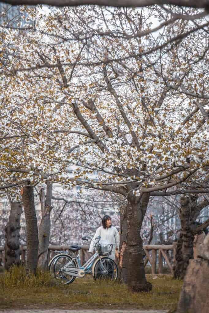 a girl and her bicycle under a cherry tree