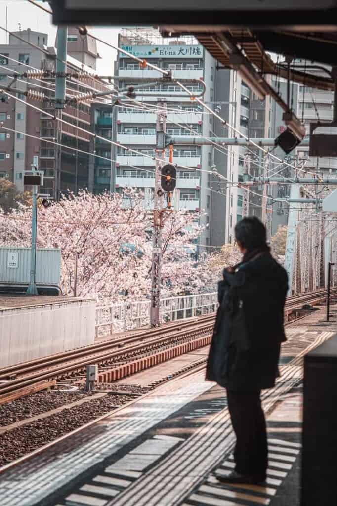 a man waiting the train in front of a cherry blossom