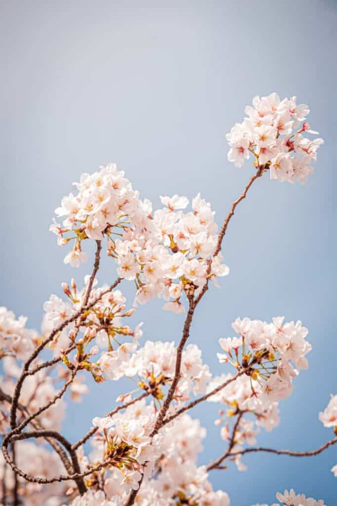 detail of sakura flowers 