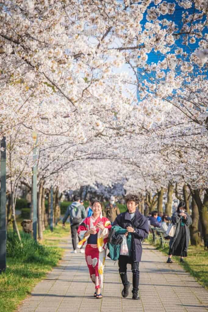 a woman and a man walking around cherry blossoms in sakuranomiya osaka 