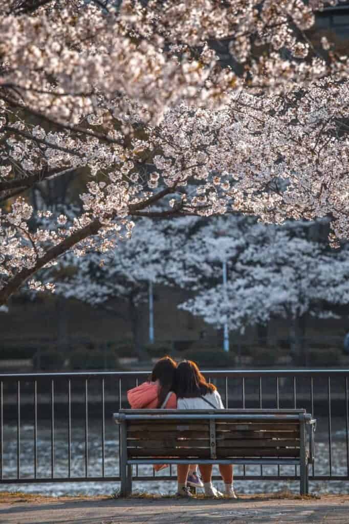 two girls sitting in a bench under a sakura tree