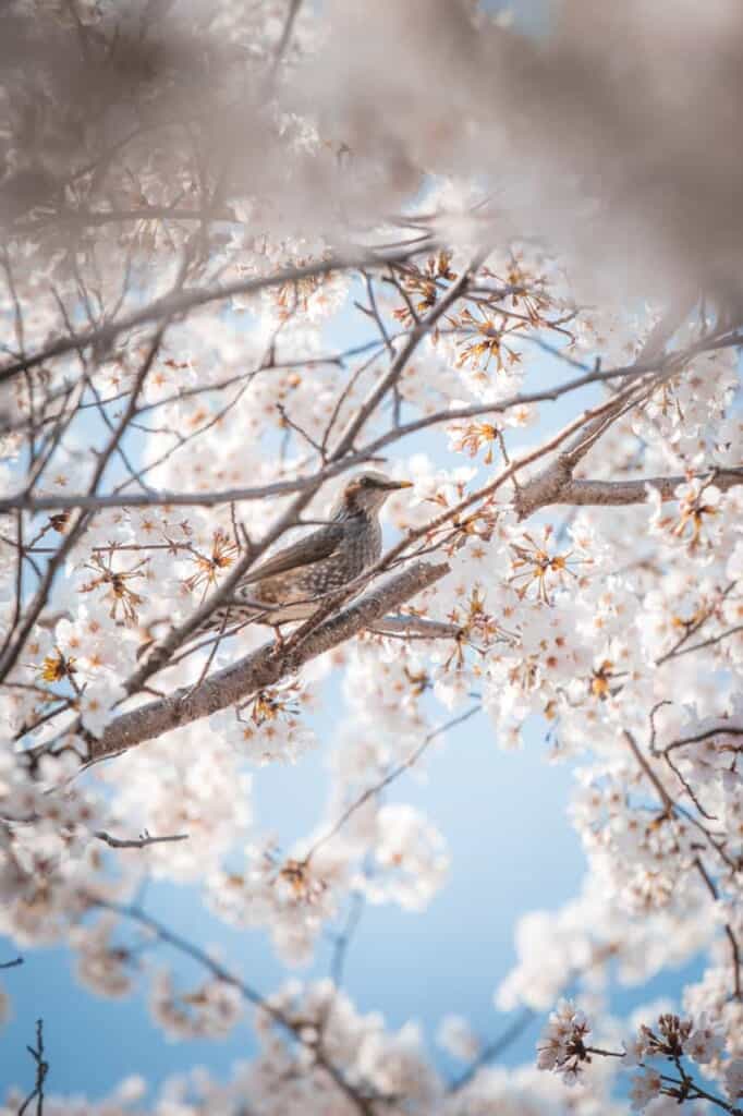 bird on a cherry blossom branch in osaka