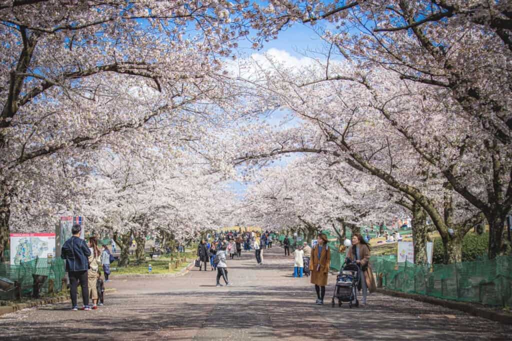 people walking under a cherry blossom tunnel in banpaku park, osaka