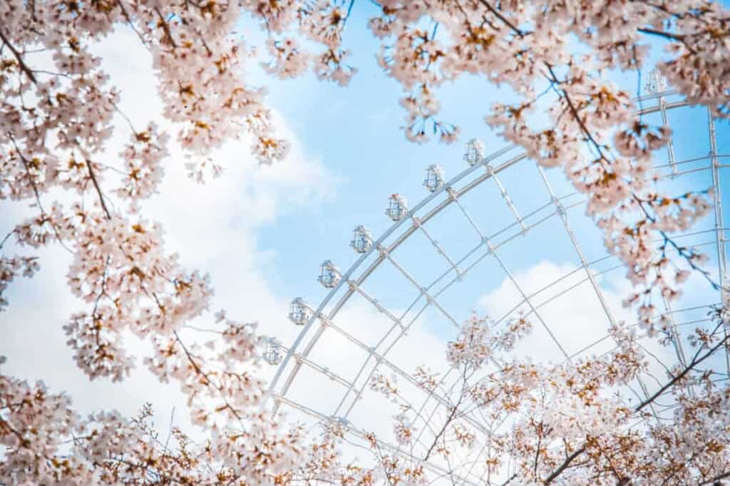ferris wheel behind cherry blossoms