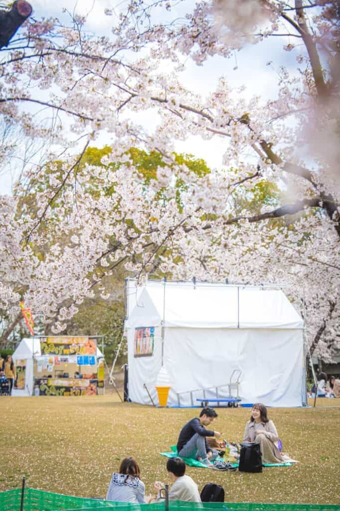 people doing picnic under cherry blossoms in banpaku park osaka in japan