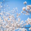 cherry blossoms in contrast to a deep blue sky