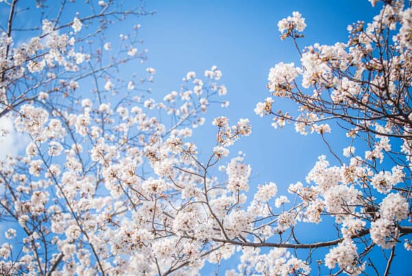 cherry blossoms in contrast to a deep blue sky