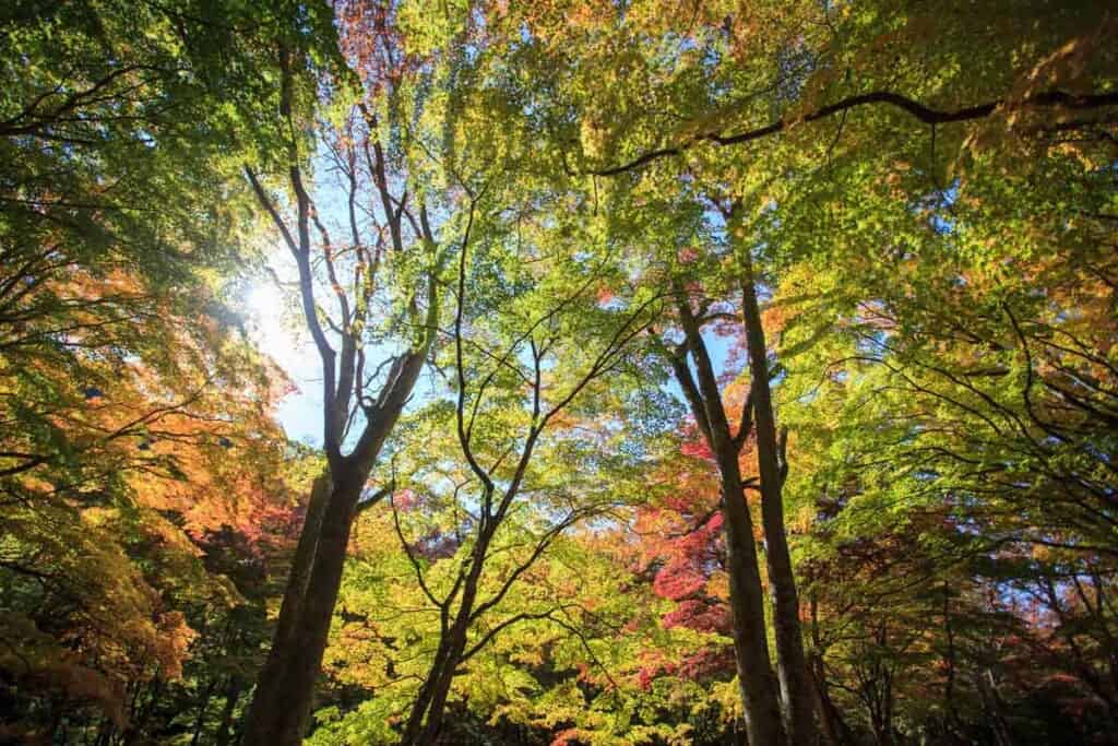 komorebi and autumn leaves in Tohoku, Japan