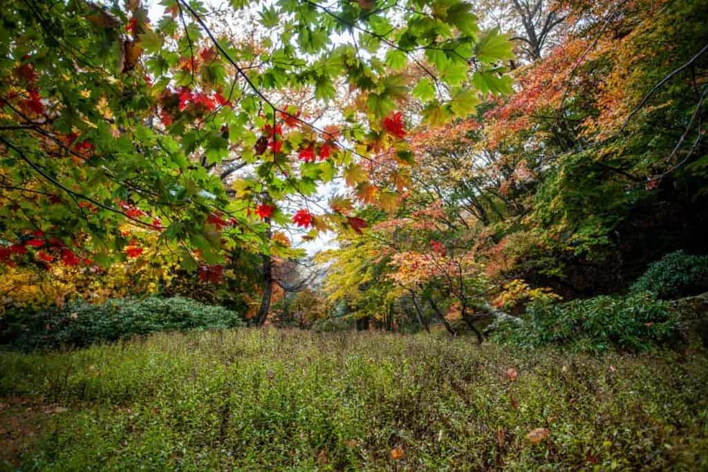 Fall Colors in Nikko, Japan
