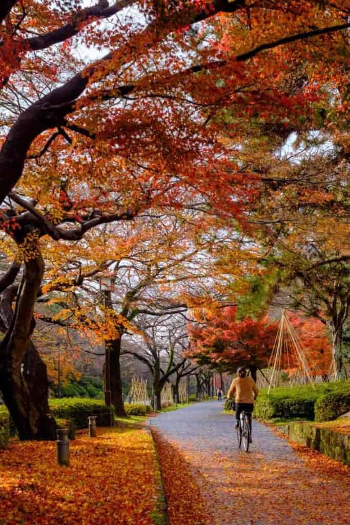 person riding bike through autumn koyo leaves in Japan