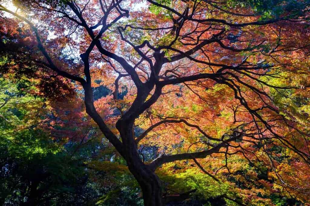 Autumn leaves in Tokyo Park in Japan