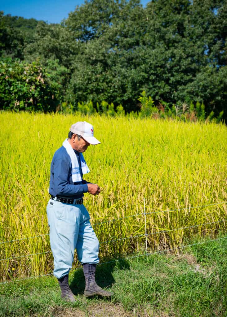 Japanese man in rice field, Teshima Island, Japan